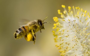 bee