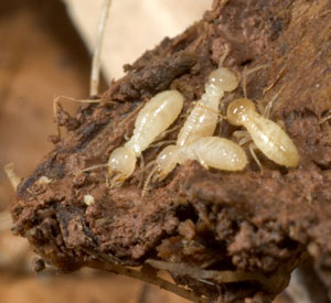 termites