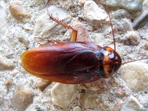 cockroach