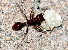 ant